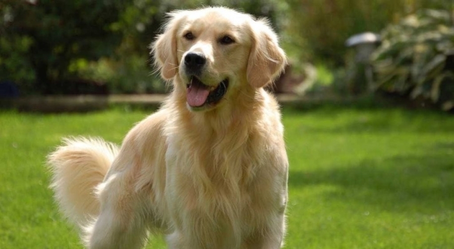 Golden retriever cinsi köpekler, insanlarla benzer duyguları etkileyen bazı genleri paylaşıyor