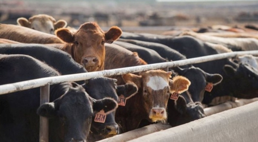 Türkiye hayvan ithalatında dünya ikincisi, ette yeni zamlar kapıda!
