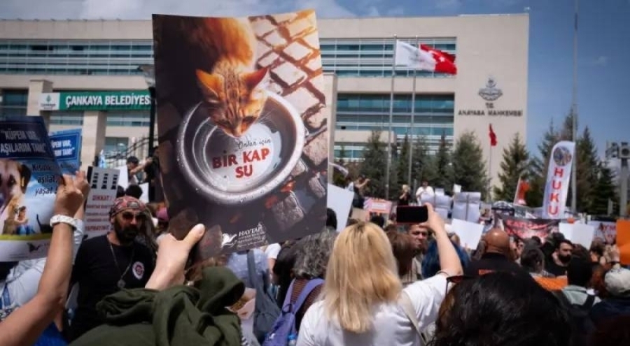 Türk Veteriner Hekimleri Birliği: Aç kalmış hayvanlar, kamu sağlığını tehdit edebilir