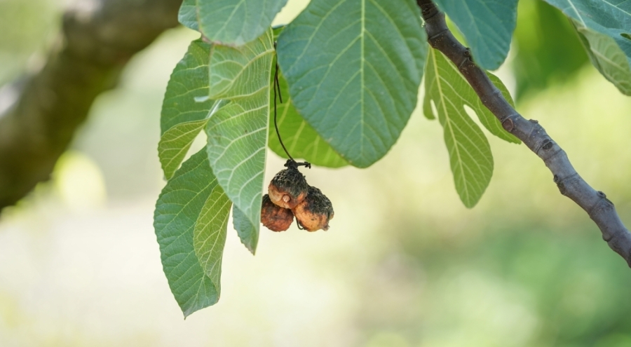 Azalan su kaynaklarının Bursa'daki tarım faaliyetleri üzerindeki etkisi konuşuldu