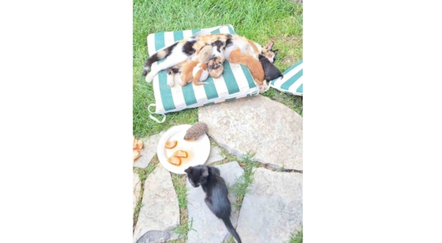 Yavru kedi ve kirpilerin "süt kardeşliği"