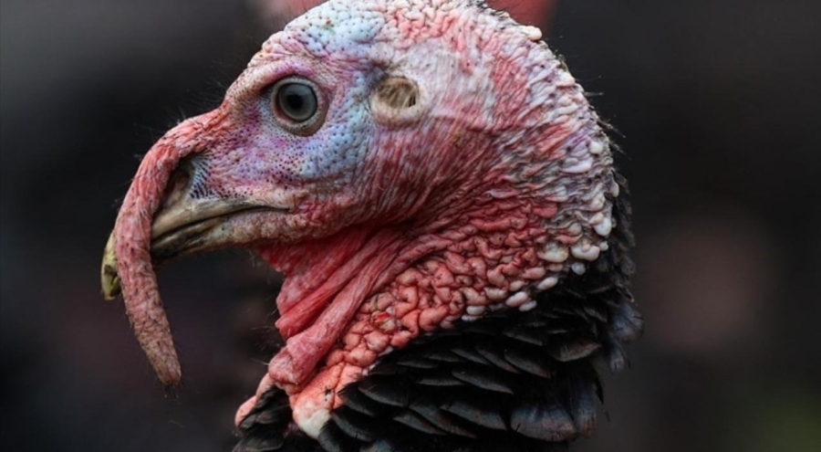 ABD'de Şükran Günü hırsızlığı: Yüzlerce hindi çalındı