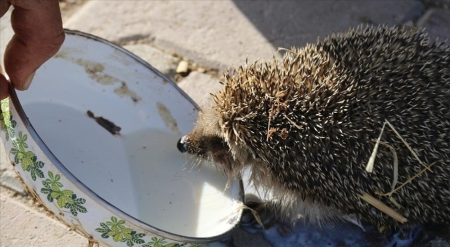 Aksaray'da çiftçi, her sabah ahırına gelen kirpiye süt veriyor