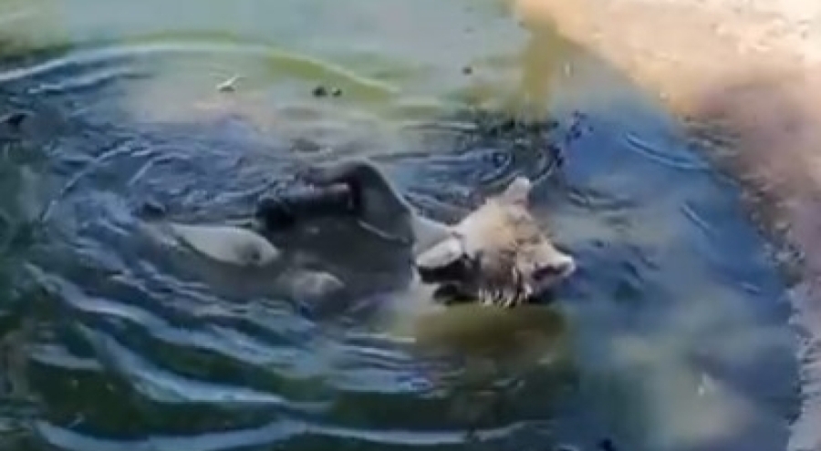 Bursa Ovakorusu'nda ayılardan kış uykusundan önce son banyo