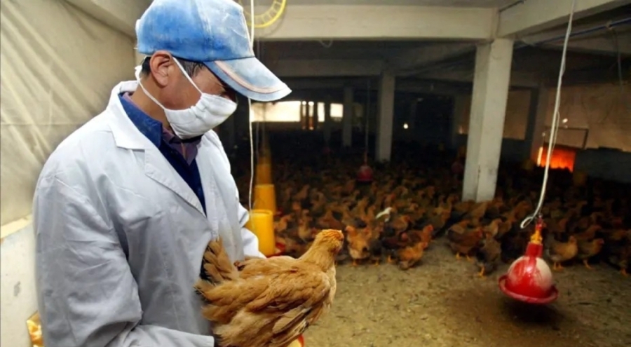 Kuş gribi COVID'den daha kötü bir pandemi riski taşıyor