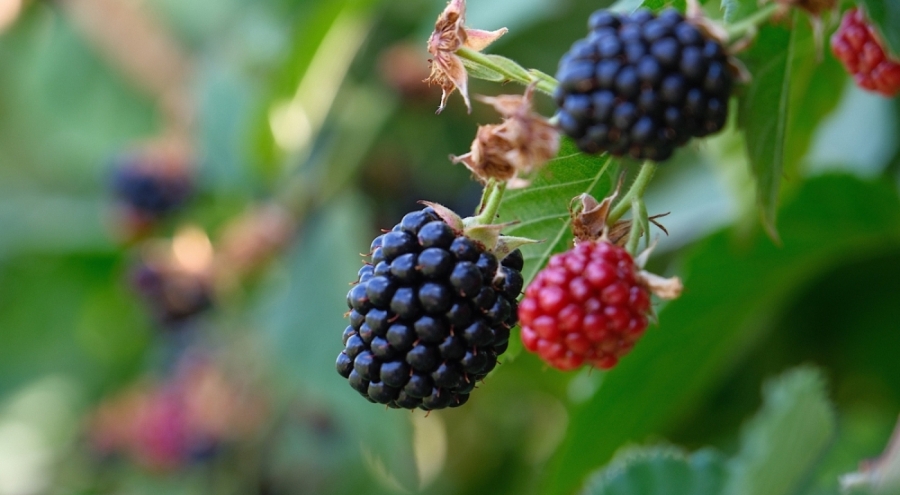 Bursa'da hibe fide ve fidan desteği başvurularında son gün 30 Kasım