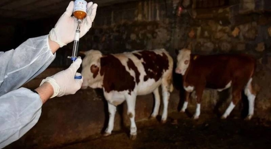 Şap vakaları arttı