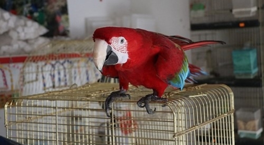 Petshoplarda yaban hayvanı satışı için ruhsat şartı