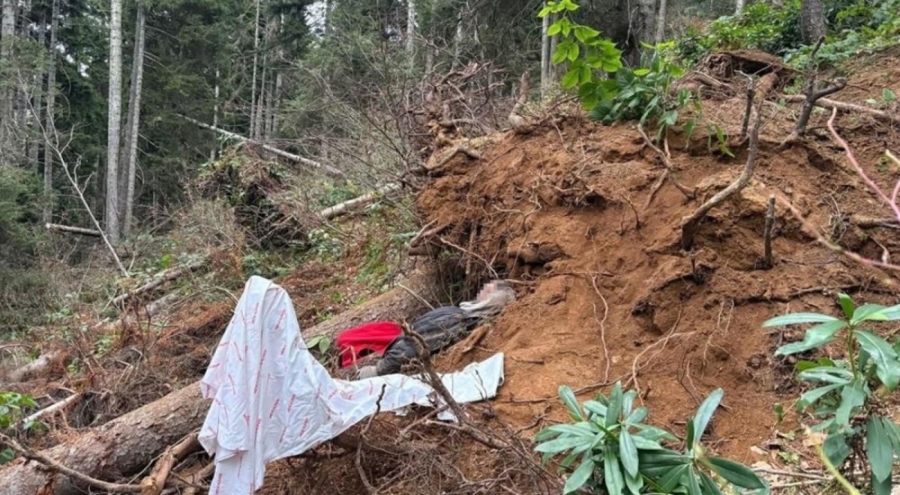 Kestiği ağacın altında kalarak can verdi