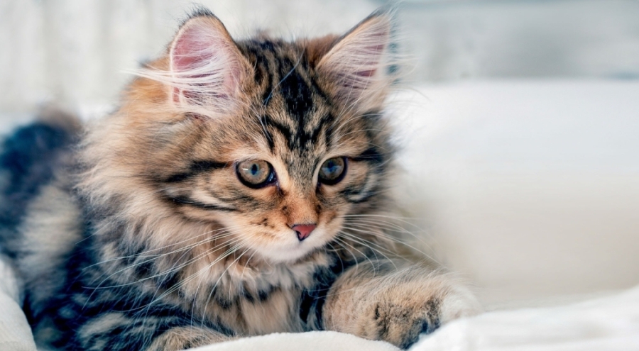 Kediler ilk ne zaman ve nerede evcilleşti?