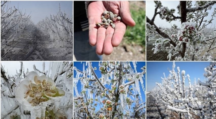 Erken çiçek, geç don tehlikesi: Tarımda 'sıcak kış' endişesi!