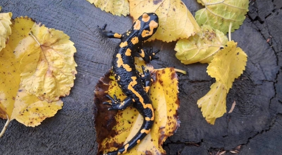 Adana'da nesli tehlike altında olan sarı benekli semender görüldü