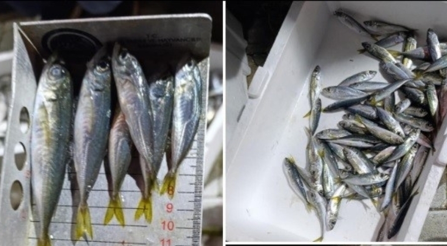 Bursa'da küçük boyda avlanan balıklara el konuldu