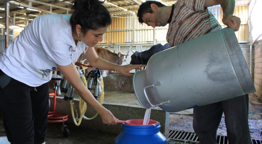 Şap hastalığından etkilenen üreticiler süt fiyatında güncelleme istiyor