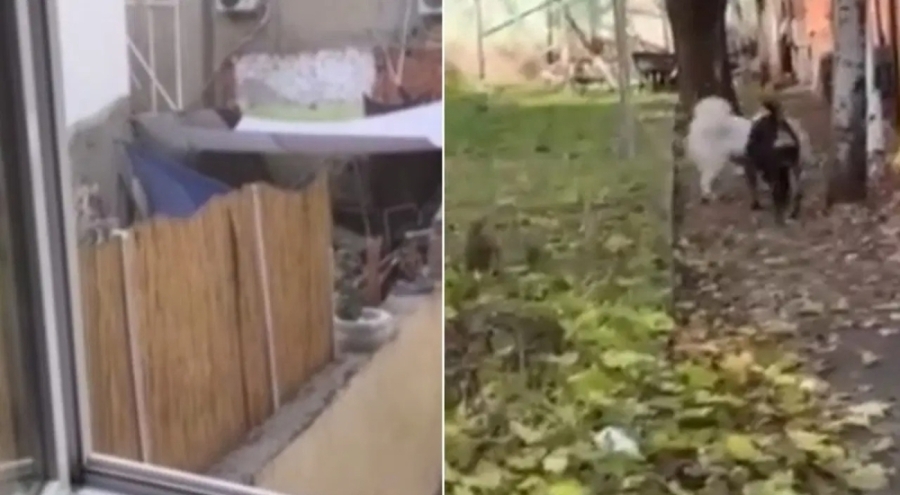 Eskişehir'de köpeğe eziyet eden kişi yakalandı