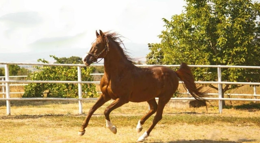 TİGEM safkan 14 Arap kısrağı satacak
