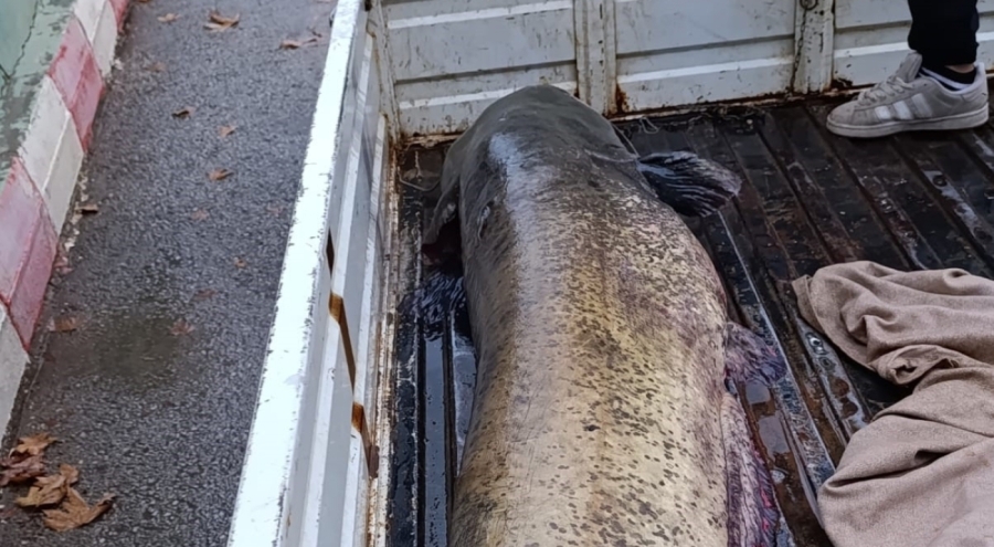 Bursa'da yakalandı! 65 kiloluk dev balık, görenleri şaşkına çevirdi