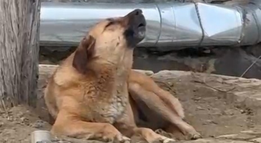 Bursa'da ezana uluyan sokak köpeği hem duygulandırdı hem düşündürdü