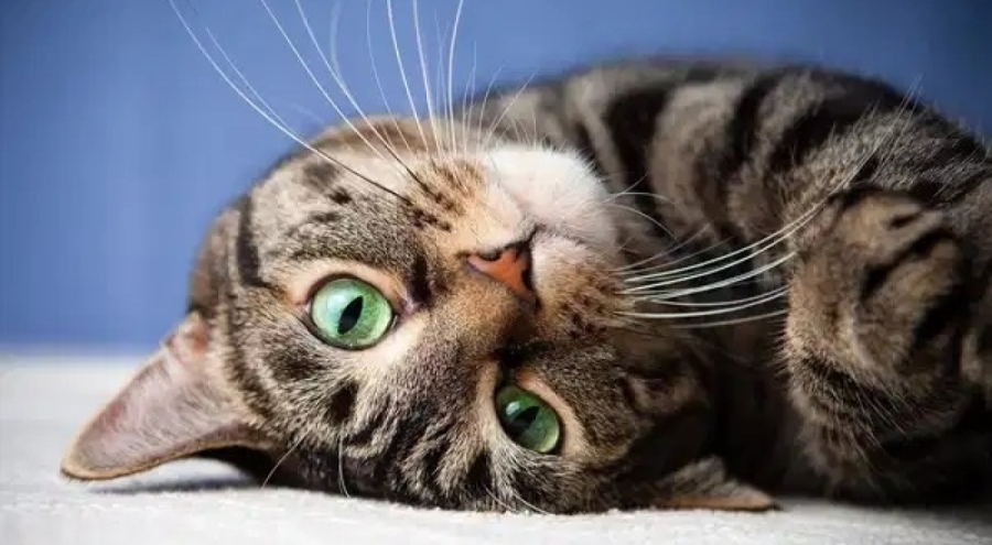 Kediler neden erkek sahiplere daha fazla miyavlıyor?