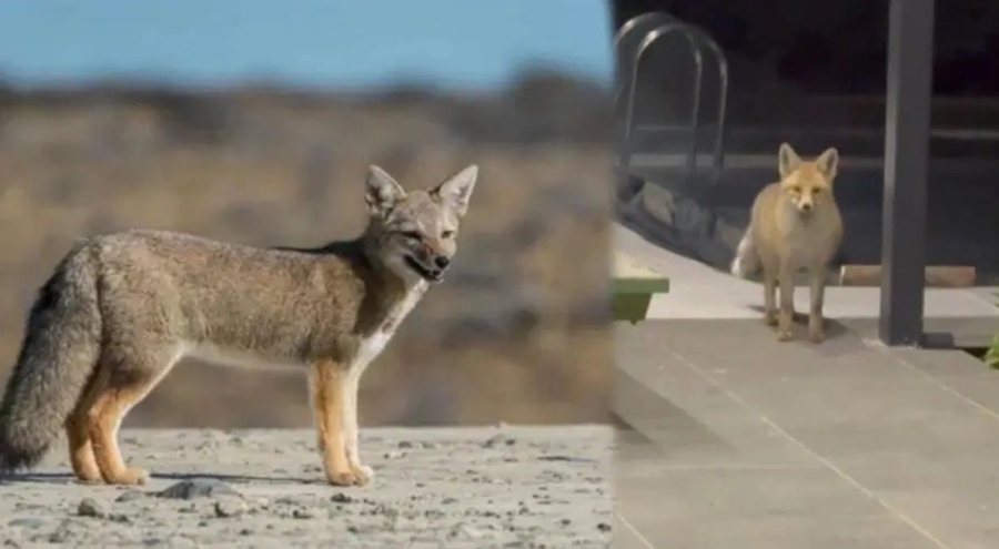 19 köpeğin bulunduğu bahçeye giren tilki  kedi mamalarını yedi