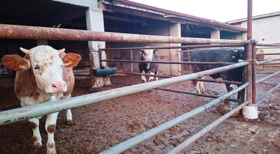 O İlçede karantina yeniden başladı