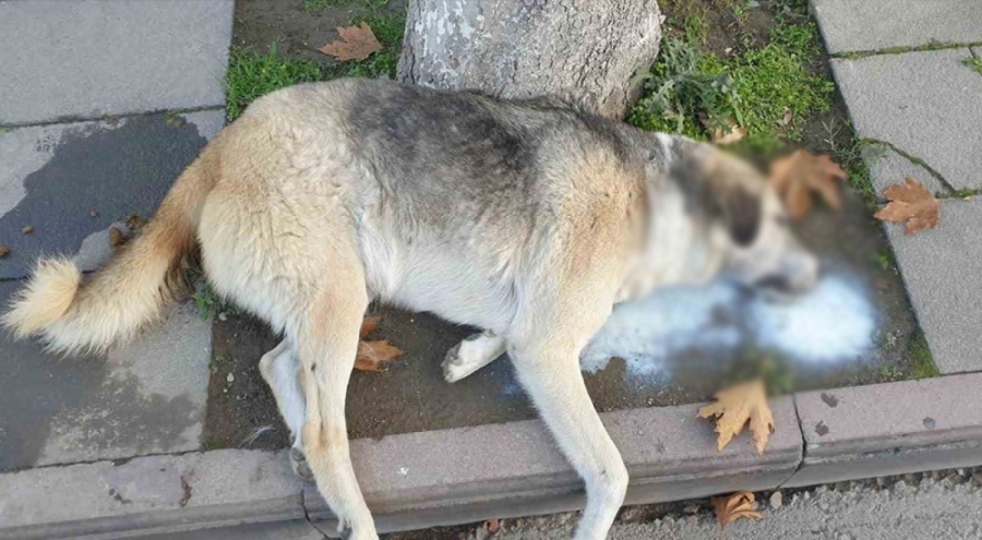 Amasya'da vahşet! Şehrin göbeğinde köpek ve kediler ölü bulundu