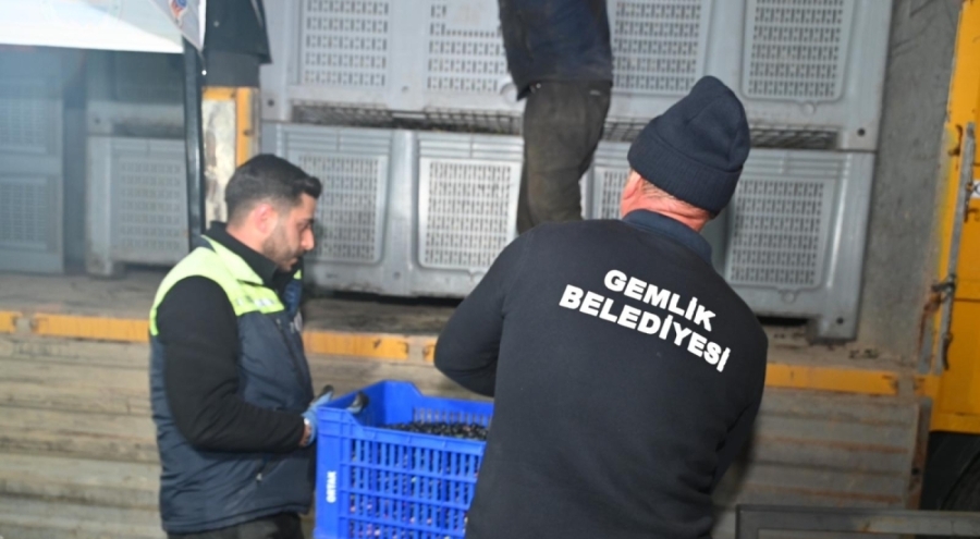 Gemlik Belediyesi'nden zeytinciye destek