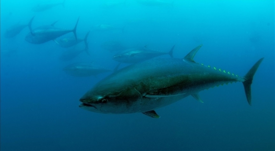 Türkiye'nin mavi yüzgeçli orkinos kotası 3 bin 95 tona çıktı