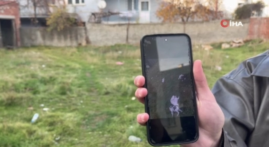 Vicdansızlığı böylesi: Boş arsada 8 kedi ölü bulundu!