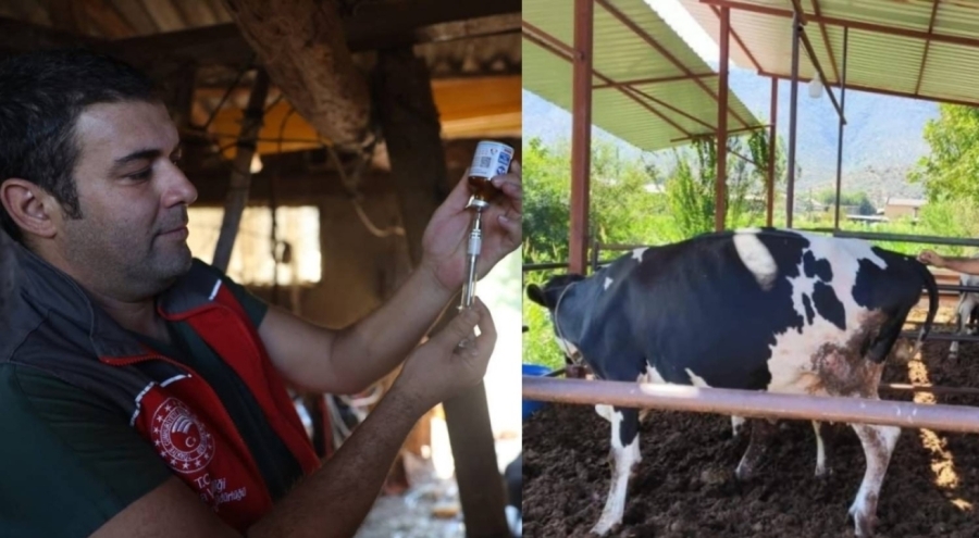 Muğla'da "şap" alarmı: Çok sayıda mahalle karantinaya alındı!