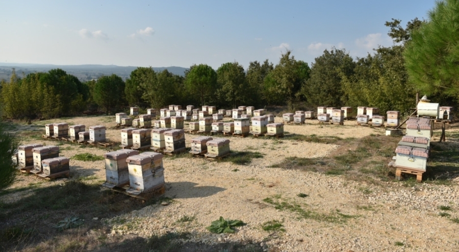 Yılda 10 ton üretiliyor, 100 ton sahtesi satılıyor