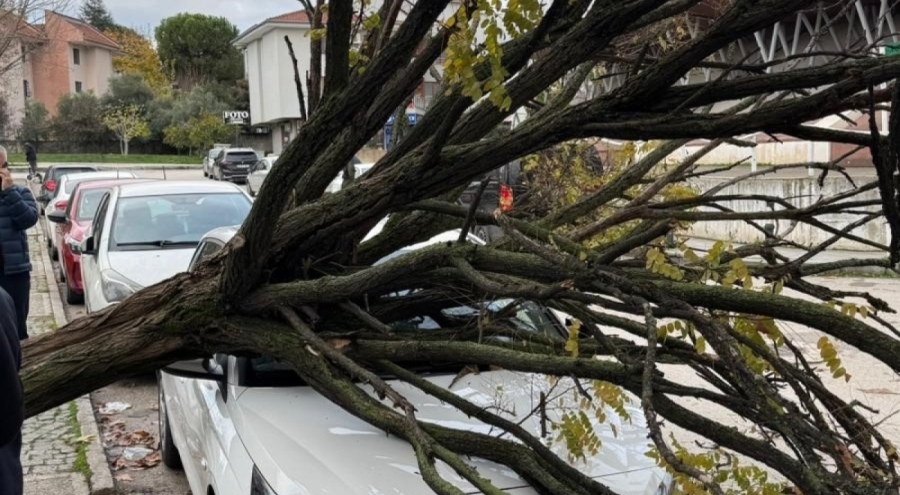 Bursa'da korku dolu anlar! Ağaç araçların üzerine devrildi...