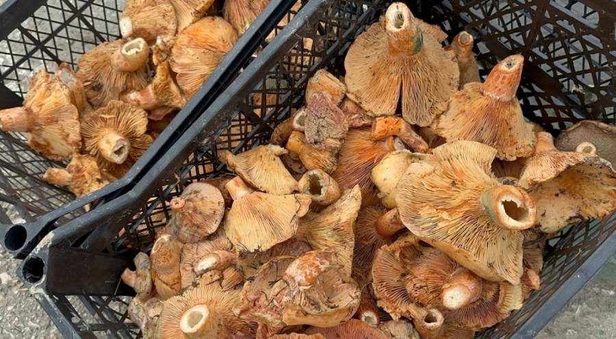 Bursa'da yağmurdan sonra bollaştı! Fiyatı 300 liradan 100 liraya düştü