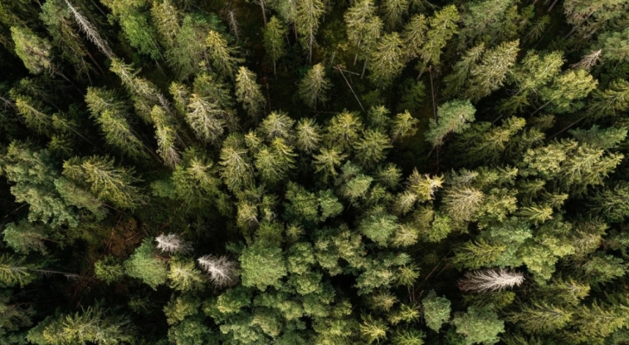 IKEA iki ülkeden orman arazisi satın aldı