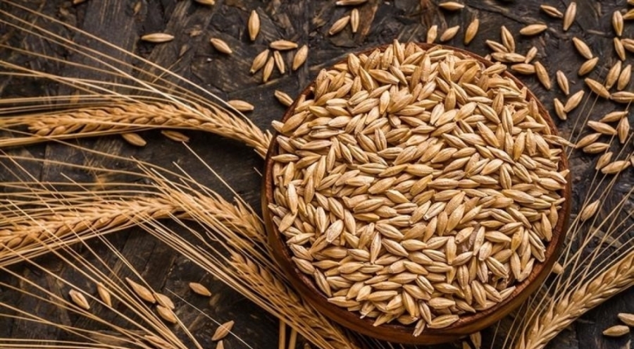 TMO'nun analizine göre, Bursa'da kuraklık arpa ekimini artırdı