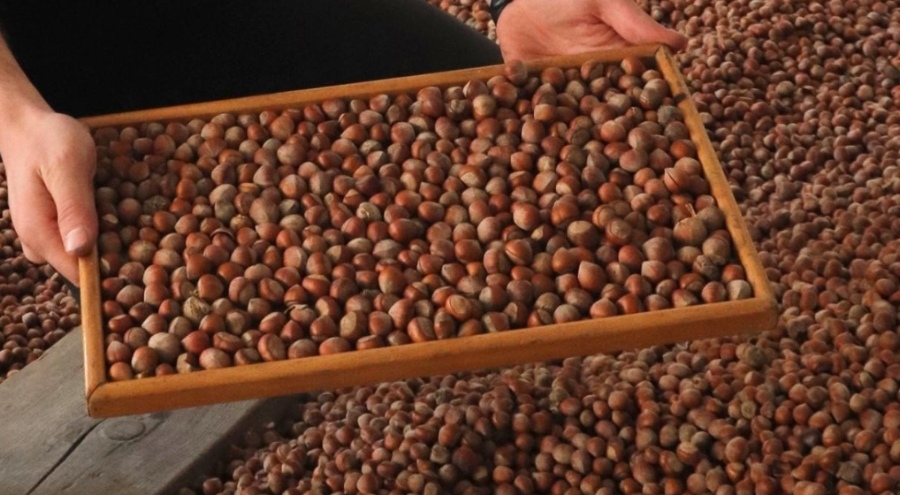 Trabzon'dan 11 ayda 523 milyon dolarlık fındık ihracatı