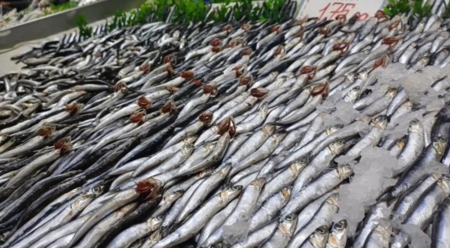 Tezgahlarda hamsi bolluğu yaşanıyor