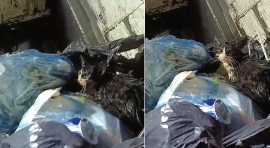 Yavru kediyi poşete koyup çöpe attılar