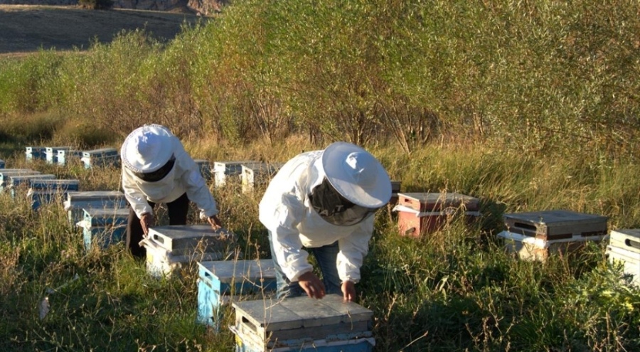 Arıcılık için mesleki standart geliyor