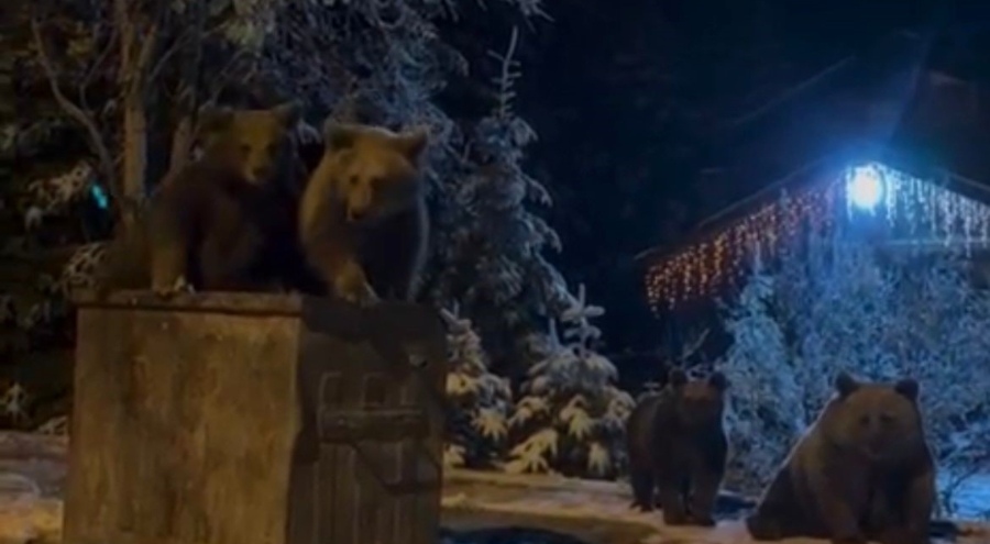 Bursa'da kış uykusuna yatmayan ayılar görüntülendi