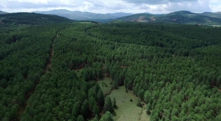 Türkiye, ormanlık alanını en fazla artıran ülkeler arasında