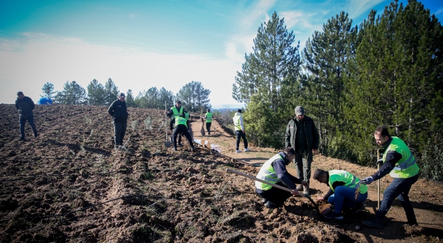 Bursa'da bal ormanı sayısı 22 oldu