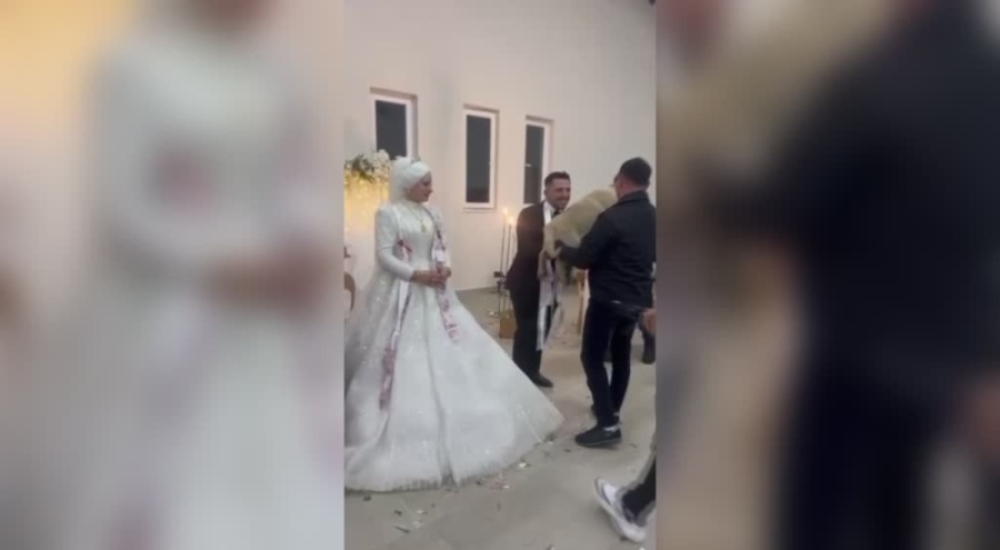 Denizli'de düğün hediyesi şaşırttı: Takı yerine çoban köpeği