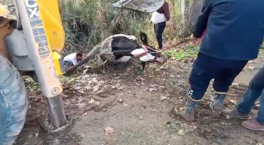 Dereye düşen inek itfaiye ekipleri tarafından kurtarıldı