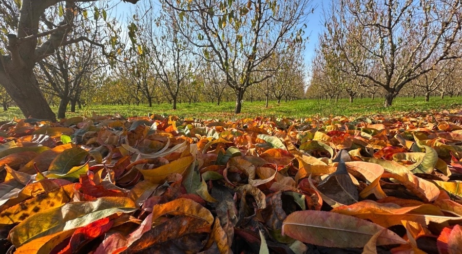 Bursa'da meyve ağaçları yorgun... Sonbahar Gürsu bahçelerini boyadı