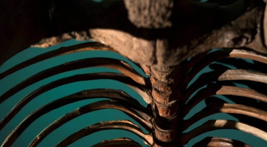 70 yıl boyunca mamut diye saklanan kemikler balinaya ait çıktı!