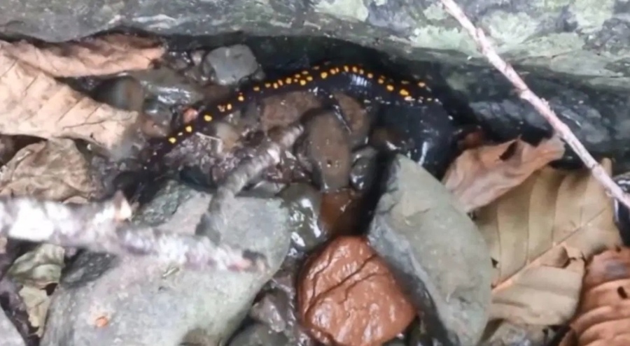 Nesli koruma altında... Artvin'in Şavşat ilçesinde görüntülendi