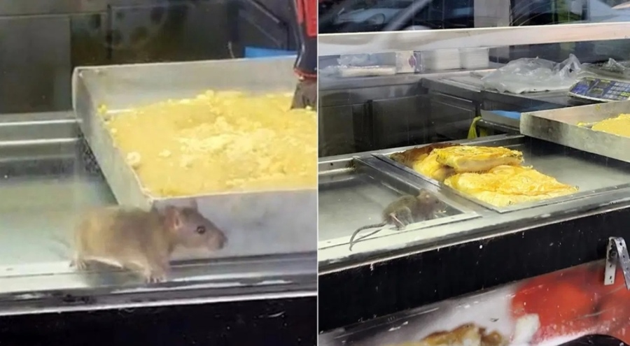 Mide bulandıran görüntüler! Fare böreklerin arasında cirit attı