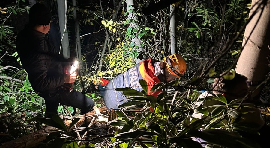 Sakarya'da üzerine ağaç devrilen orman işçisi yaralandı