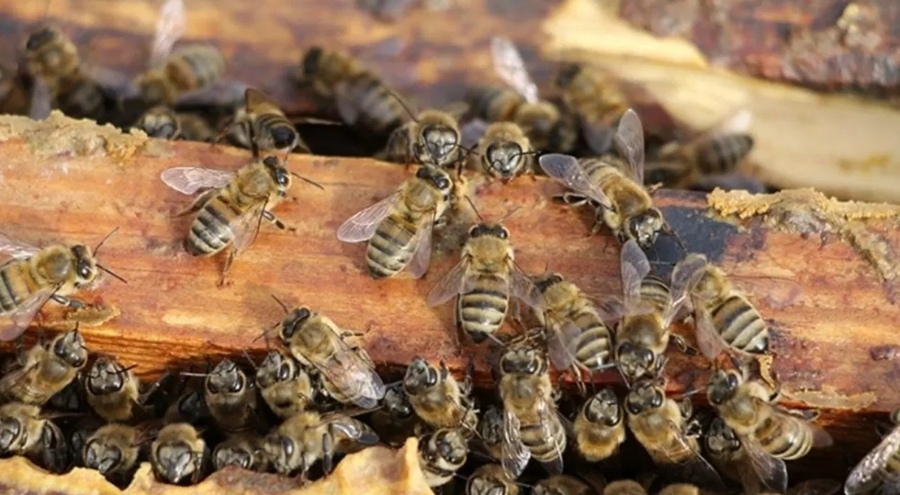 Tarih öncesi dönemlerde bazı arı türlerinin kemik kalıntılarına yuva yaptığı belirlendi